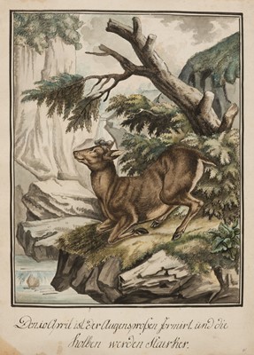 Lot 126 - Wintter (Joseph Georg, 1751-1789), 9 watercolours of Red Deer