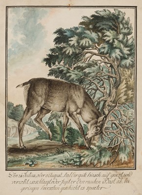 Lot 126 - Wintter (Joseph Georg, 1751-1789), 9 watercolours of Red Deer