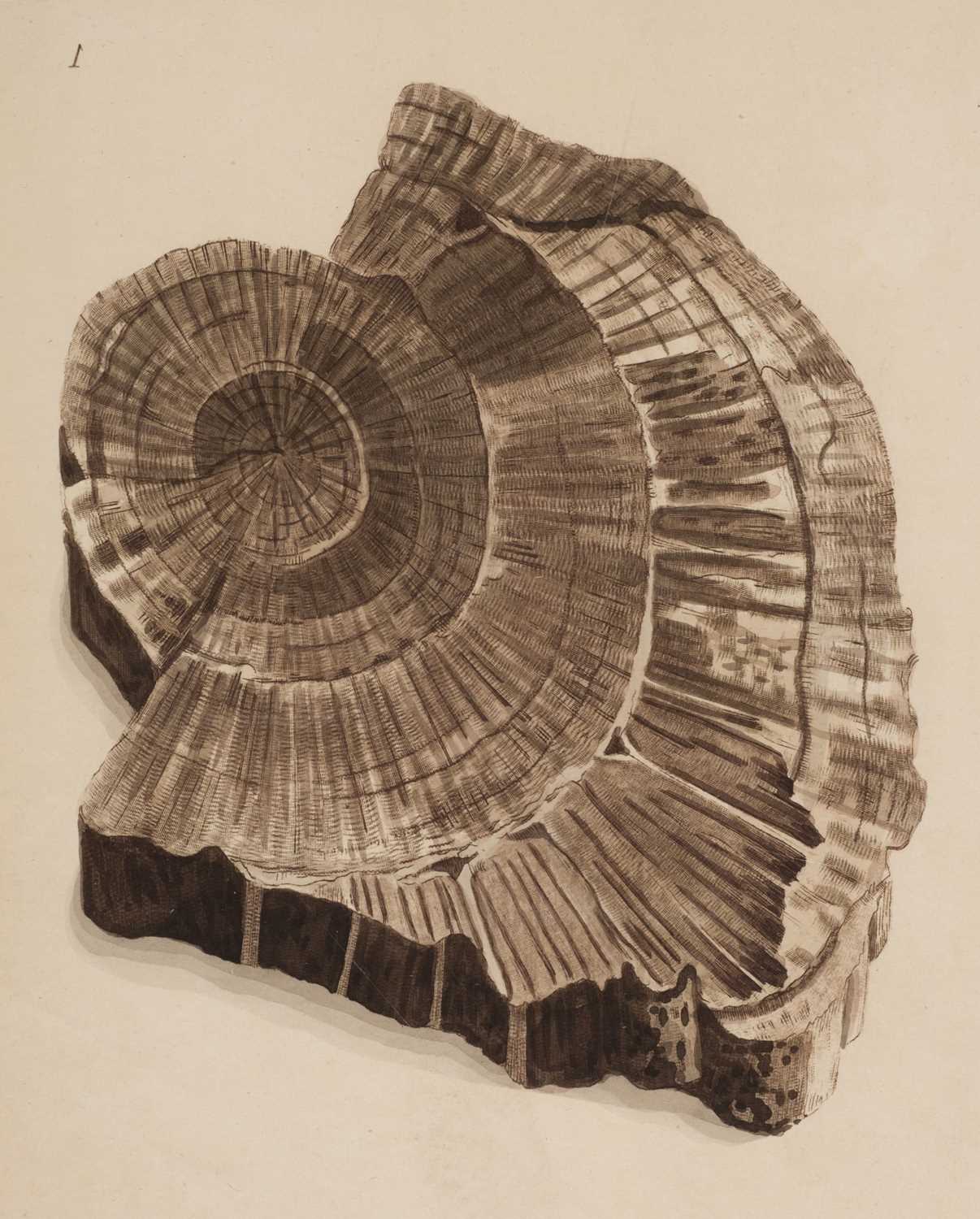 Lot 77 - Martin (William).. Figures and Descriptions of the Petrifactions collected in Derbyshire, 1793