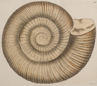 Lot 81 - Sowerby (James). The Mineral Conchology of Great Britain, 6 volumes, 1812-29
