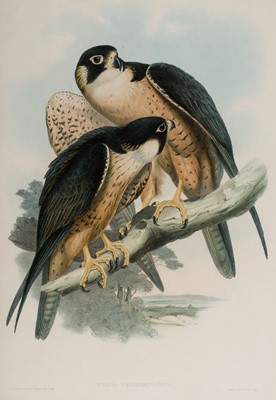 Lot 239 - Gould (John). Five lithographs of Birds [1850 - 83]