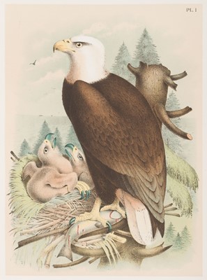 Lot 65 - Studer (Jacob H.) The Birds of North America, 1895