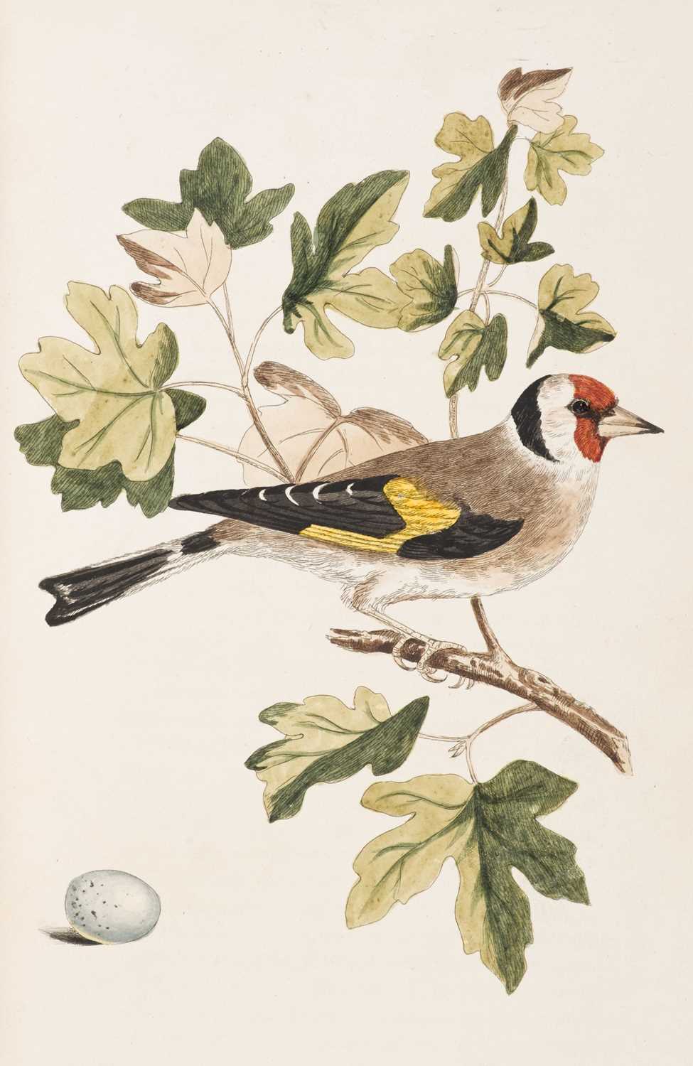 Lot 40 - Cotton (John). The Song Birds of Great Britain, 1st edition, 2nd issue, 1836