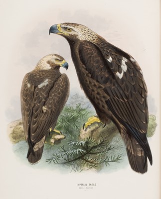 Lot 43 - Dresser (Henry E.). A History of the Birds of Europe, 11 vols., 1871-1910