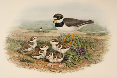 Lot 44 - Gould (John). The Birds of Great Britain, 5 volumes, 1st edition, 1862-73