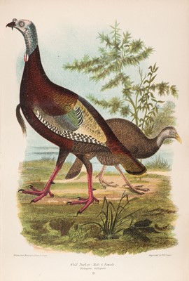 Lot 114 - Wilson (Alexander & Charles Lucian Bonaparte). American Ornithology, 3 vols, 1876