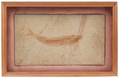 Lot 411 - Fossil. Allothrissops mesogaster (Agassiz), Jurassic period, Bavaria