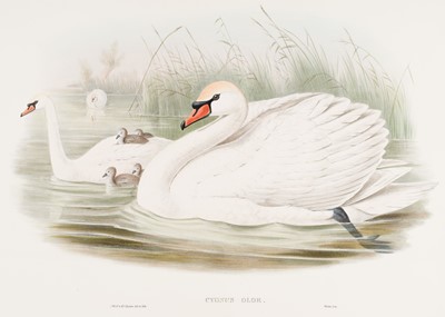 Lot 575 - Gould (John). Three lithographs of Swans, [1832- 73]