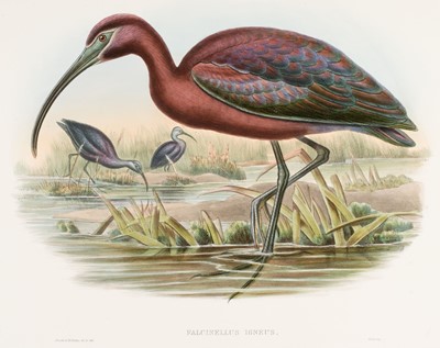Lot 570 - Gould (John). Falcinellus Igneus & Bubulcus Russatus [1862 - 73]