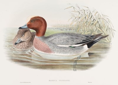 Lot 574 - Gould (John). Six lithographs of Ducks [1832 - 73]