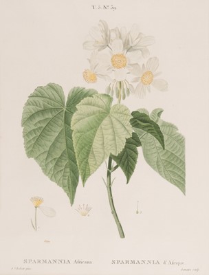 Lot 533 - Botany. Redoute (P.J), Two botanical engravings, Paris: circa 1805