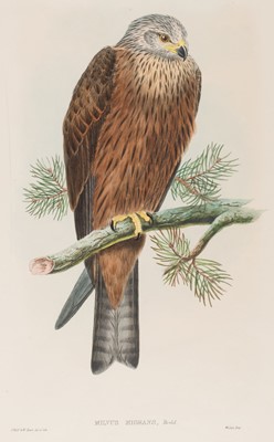 Lot 572 - Gould (John). Seven lithographs of Raptors, [1862 - 73]