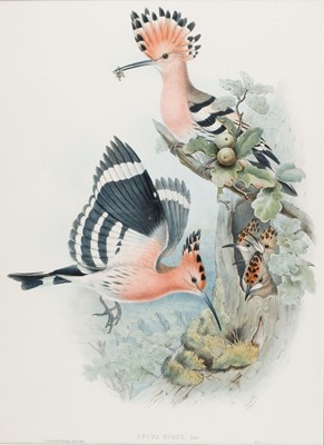 Lot 571 - Gould (John). Four lithographs of birds [1862 - 73]