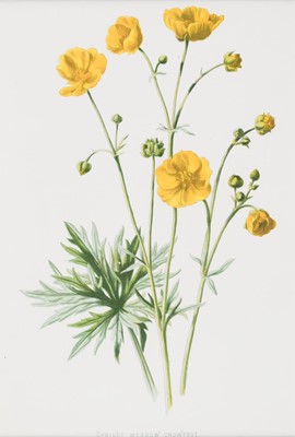 Lot 532 - Botany. A collection of approximately 120 prints, 19th & early 20th century