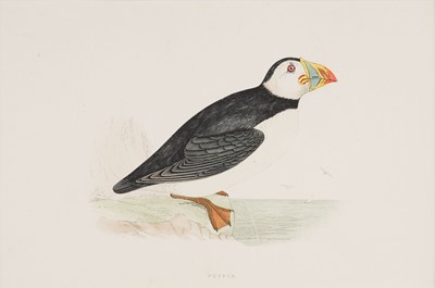 Lot 531 - Birds. Morris (F. O.), A collection of approximately 120 prints, circa 1860