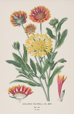Lot 534 - Botany. Step (Edward), A collection of 80 lithographs, [1896 - 97]