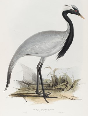Lot 226 - Lear (Edward). Numidian Demoiselle & Rufous Backed Egret, published by John Gould [1832 - 37]