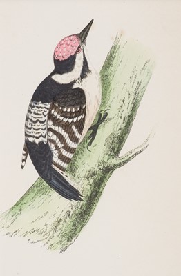 Lot 231 - Natural History. A collection of approximately 120 prints, mostly 19th-century