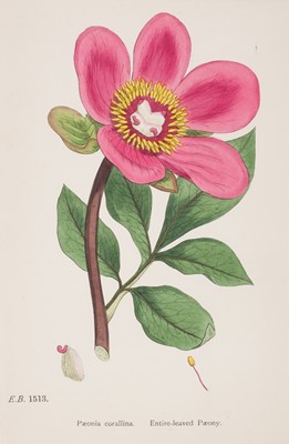 Lot 202 - Botany. A collection of approximately 80 prints, late 19th century