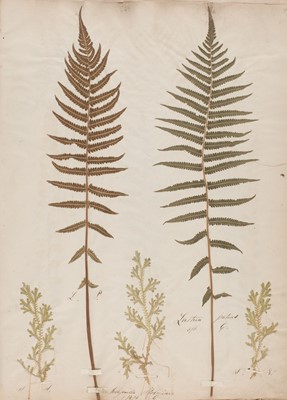 Lot 75 - Botanical specimens. An Album of Dried Ferns, 1861