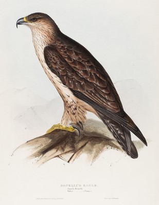 Lot 215 - Gould (J. & E.). Three lithographs of Raptors [1832 - 37]