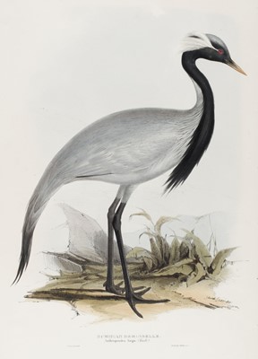 Lot 214 - Gould (J. & E.). A collection of 19 prints [1832 - 37]