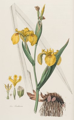 Lot 79 - Curtis (William). Flora Londinensis 1817 - 21