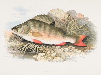 Lot 92 - Houghton (William). British Fresh-Water Fishes, 1884