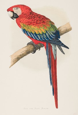 Lot 218 - Greene (William Thomas). A collection of 40 colour plates from Parrots in Captivity [1884 - 87]