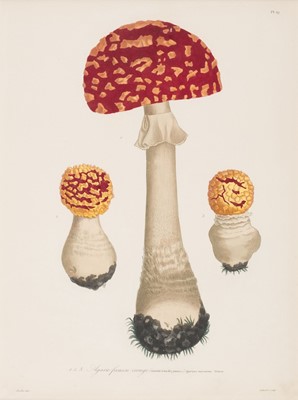 Lot 239 - Roques (Joseph). Nine prints of Fungi, Paris: 1864