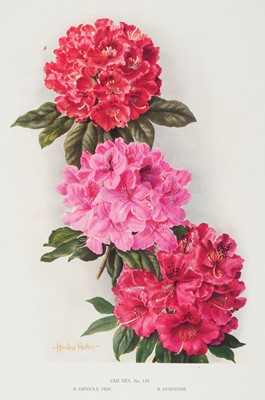 Lot 97 - Millais (J. G.) Rhododendrons, 2 volumes, limited edition, 1917-24