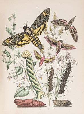 Lot 93 - Humphreys (J. N.). British Butterflies and their Transformations, 1st edition, 1841