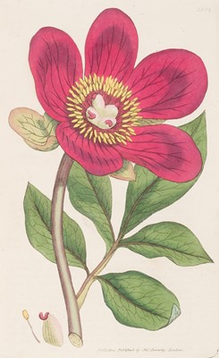 Lot 147 - Sowerby (James). English Botany; or, Coloured Figures of British Plants, vols. 1-22, pub. 1790-1806