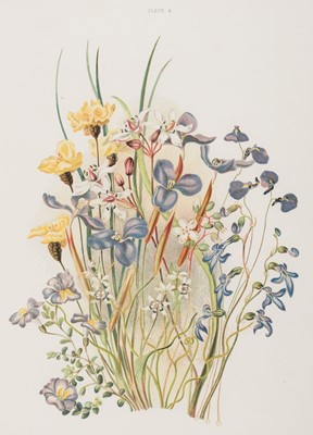 Lot 139 - Meredith (Louisa Anne). Some of My Bush Friends in Tasmania, Native Flowers, 1860