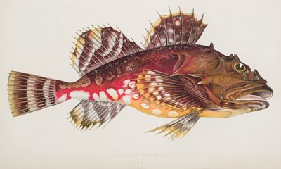 Lot 127 - Couch (Jonathan). A History of the Fishes of the British Islands, 1862-1865