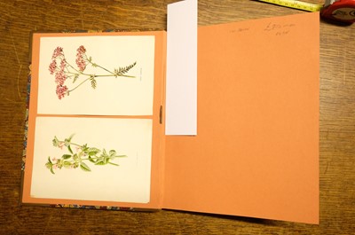 Lot 131 - Green (Thomas). A collection of botanical plates from The Universal Herbal, [1816-23]