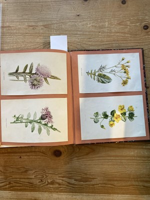 Lot 131 - Green (Thomas). A collection of botanical plates from The Universal Herbal, [1816-23]