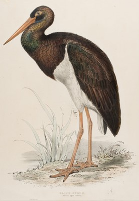 Lot 269 - Lear (Edward). Five lithographs of waterbirds and waders, [1832 - 37]