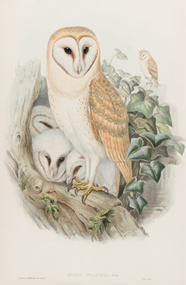 Lot 259 - Gould (J & E). Three lithographs of Birds, [1862 - 73]