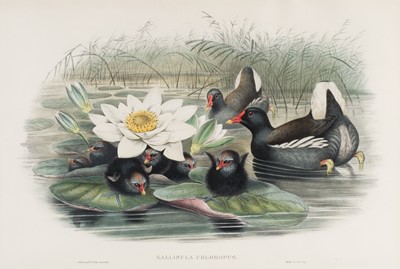 Lot 263 - Gould (John). Five lithographs of birds: circa 1850