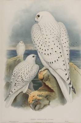 Lot 261 - Gould (J.). Two lithographs of raptors, [1862 - 73]