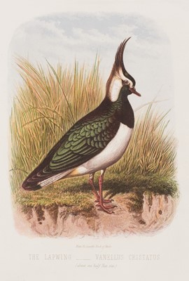 Lot 231 - Birds. A collection of approximately 90 prints, mostly 19th-century