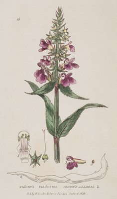 Lot 232 - Botany. A collection of approximately 100 prints, early 20th-century