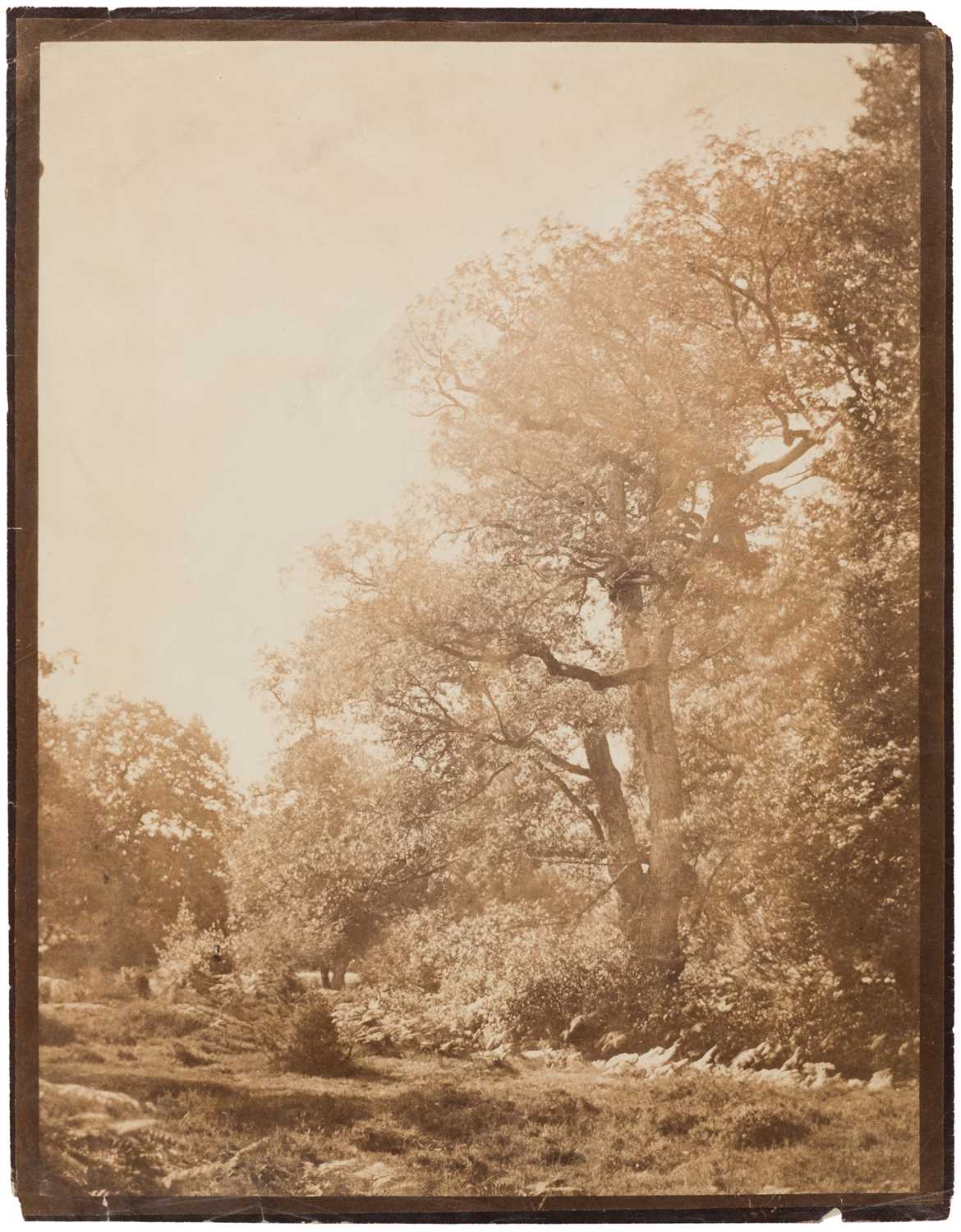 Lot 10 - Cuvelier (Eugène, 1837-1900). Oak trees, Fontainebleau, c. 1860