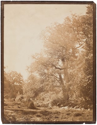 Lot 10 - Cuvelier (Eugène, 1837-1900). Oak trees, Fontainebleau, c. 1860