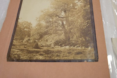 Lot 10 - Cuvelier (Eugène, 1837-1900). Oak trees, Fontainebleau, c. 1860