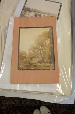 Lot 10 - Cuvelier (Eugène, 1837-1900). Oak trees, Fontainebleau, c. 1860