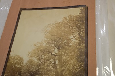 Lot 10 - Cuvelier (Eugène, 1837-1900). Oak trees, Fontainebleau, c. 1860