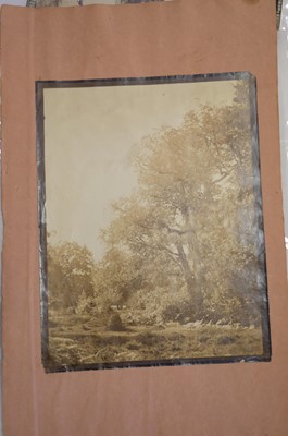Lot 10 - Cuvelier (Eugène, 1837-1900). Oak trees, Fontainebleau, c. 1860