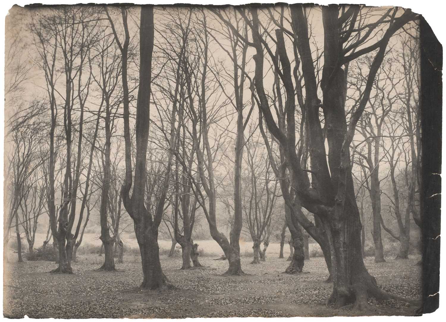 Lot 45 - Thiollier (Félix, 1842-1914, attributed to). Trees in winter, c. 1890